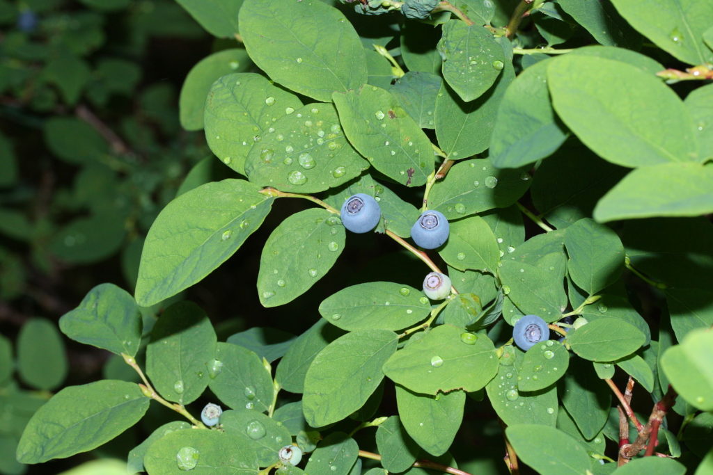 Blueberry leaf